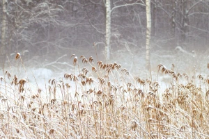 Parkett zeigt im Winter Risse? So pflegen Sie Ihren Boden in der kalten Jahreszeit